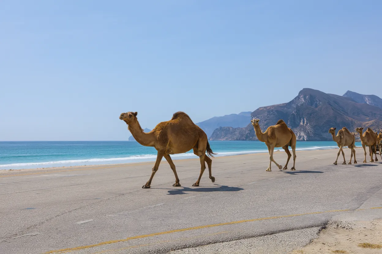 إبل في بيئة صحراوية